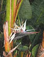 Bird of Paradise